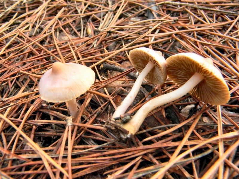 Inocybe da determinare